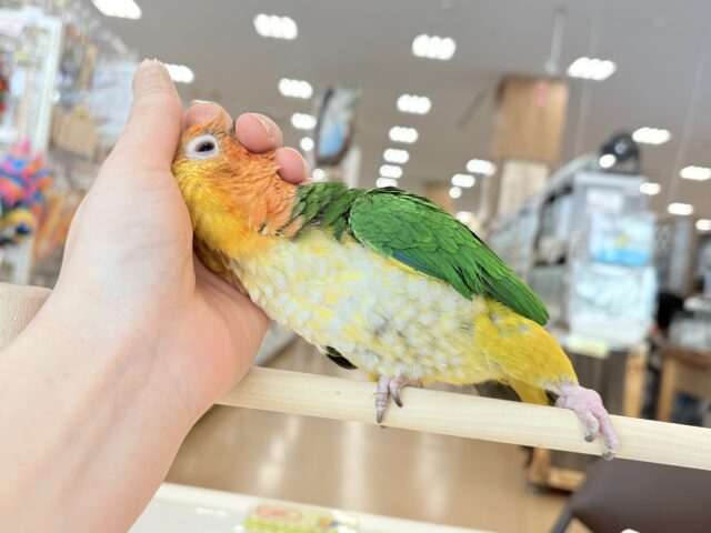 シロハラインコ