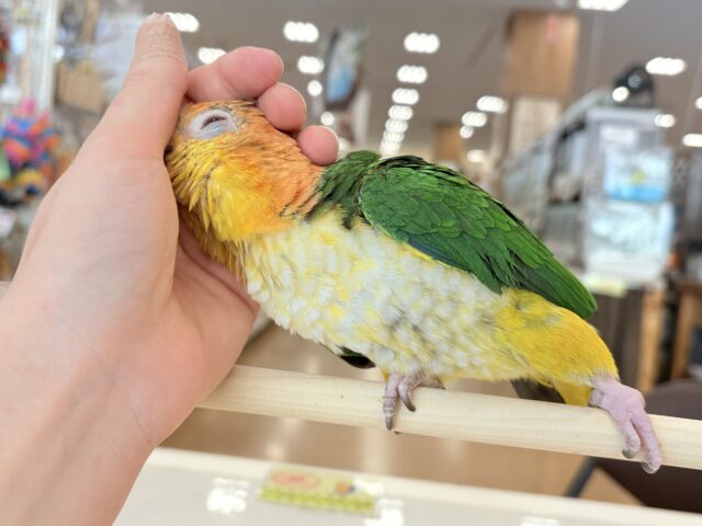 シロハラインコ