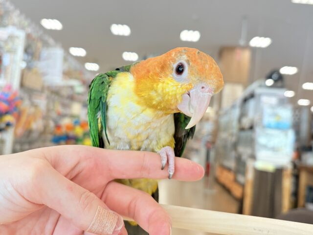 シロハラインコ