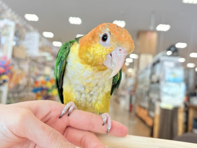 シロハラインコ