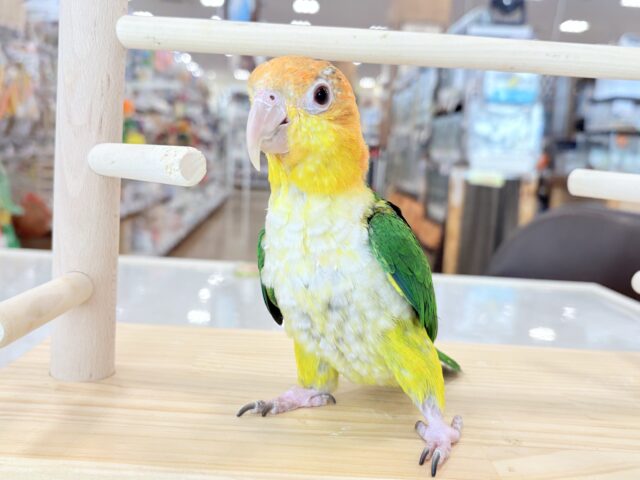 シロハラインコ