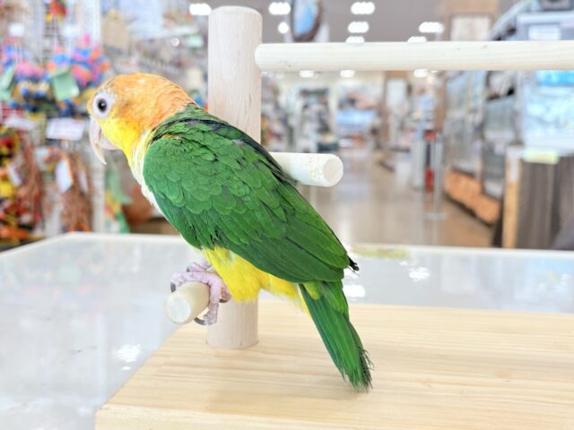 シロハラインコ