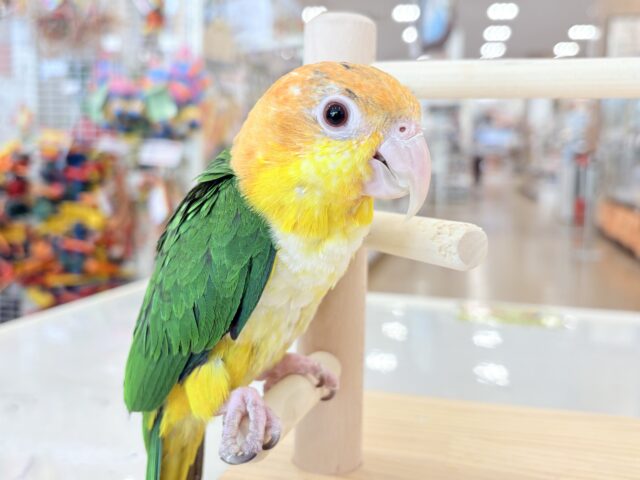 シロハラインコ
