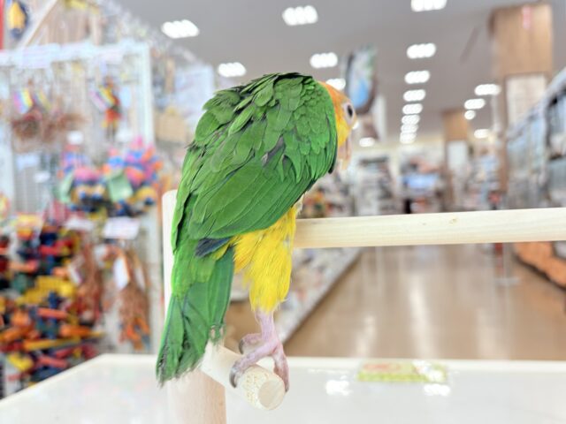 シロハラインコ