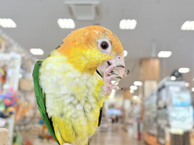 シロハラインコ