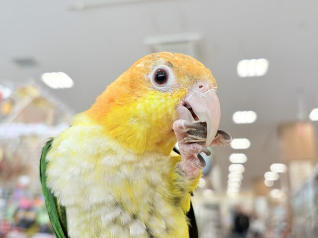 シロハラインコ