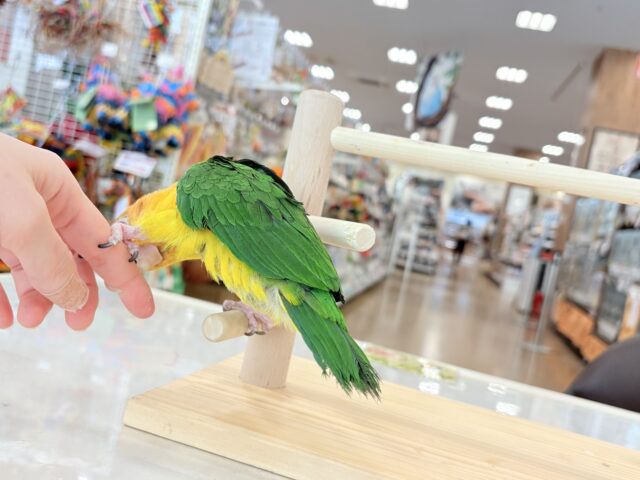 シロハラインコ