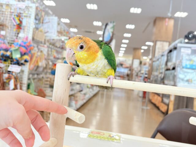 シロハラインコ