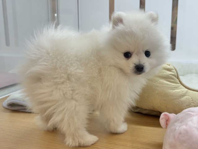 ポメラニアン