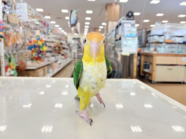 シロハラインコ