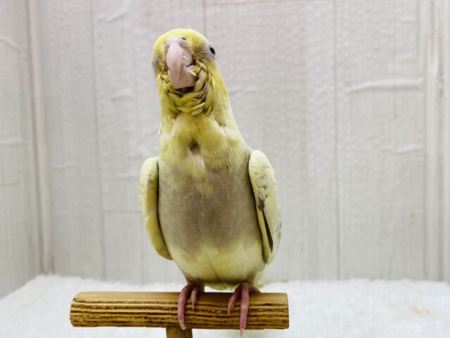 オカメインコ
