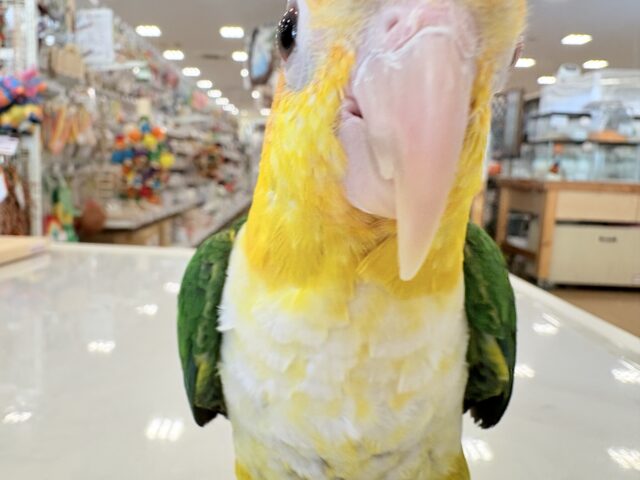 シロハラインコ