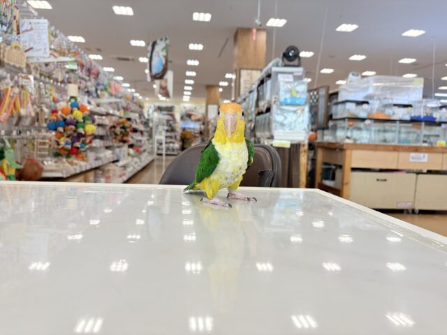 シロハラインコ