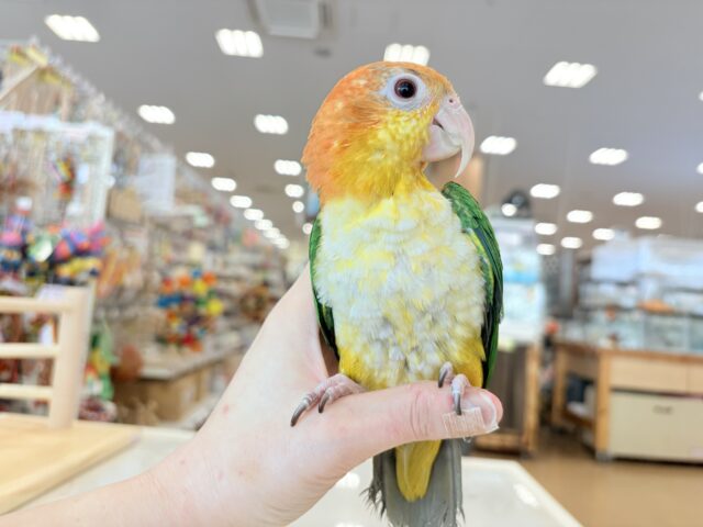 シロハラインコ