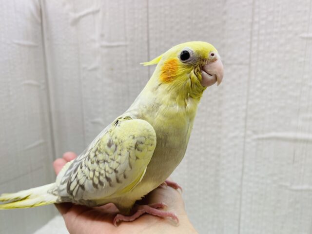 オカメインコ