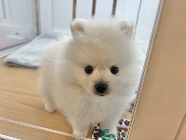 ポメラニアン