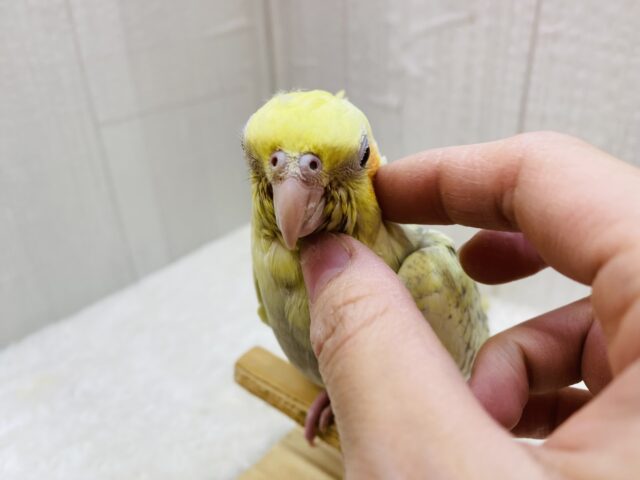 オカメインコ