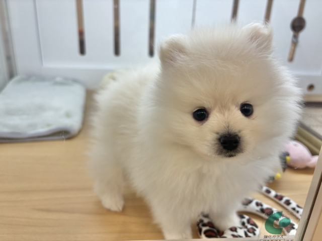 ポメラニアン