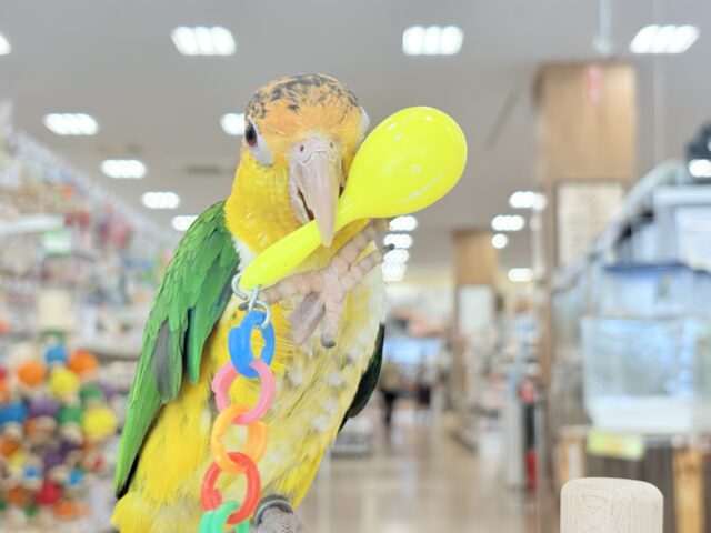 シロハラインコ