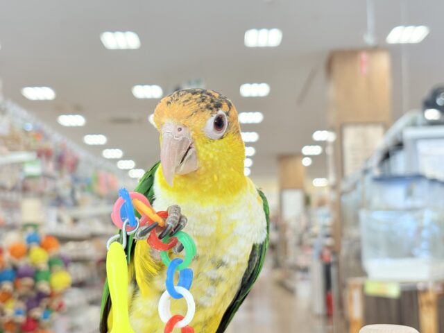 シロハラインコ