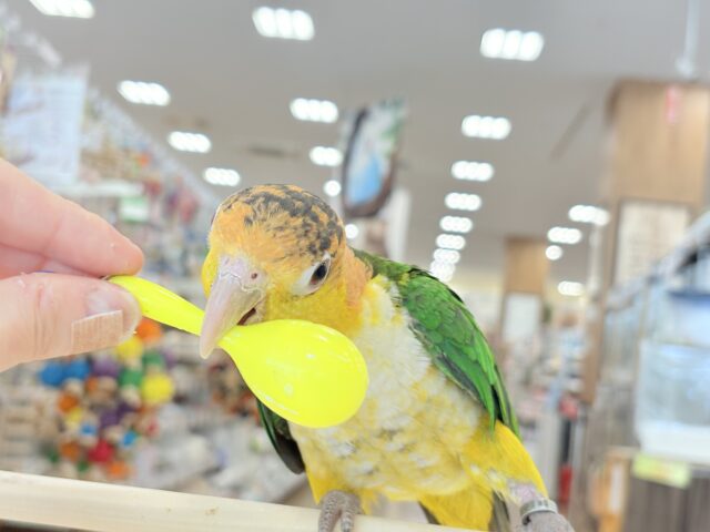 シロハラインコ