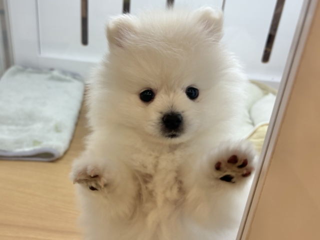 ポメラニアン