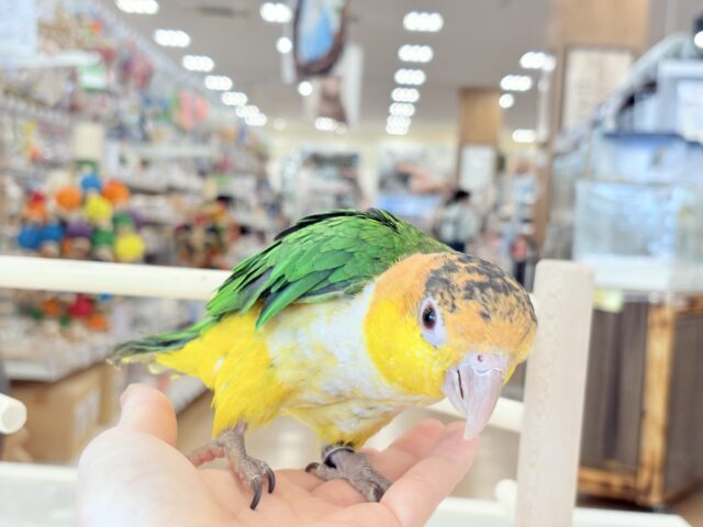 シロハラインコ