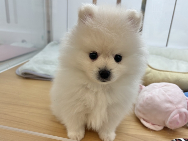 ポメラニアン