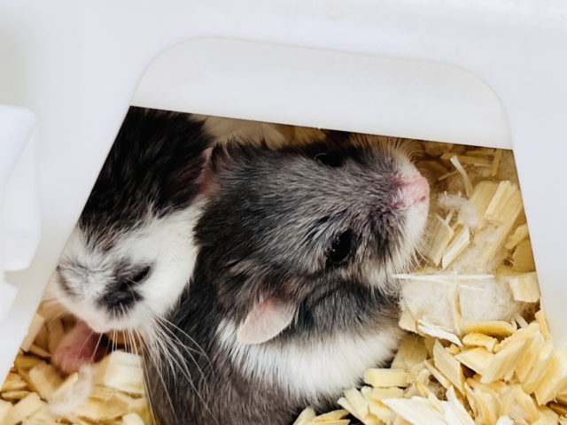 ロボロフスキーハムスター