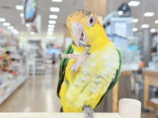 シロハラインコ