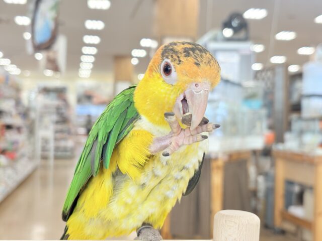 シロハラインコ