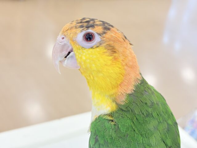 シロハラインコ