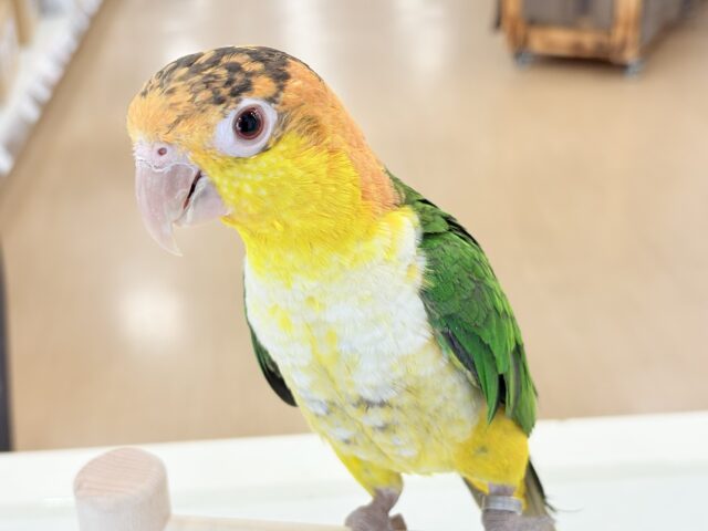 シロハラインコ