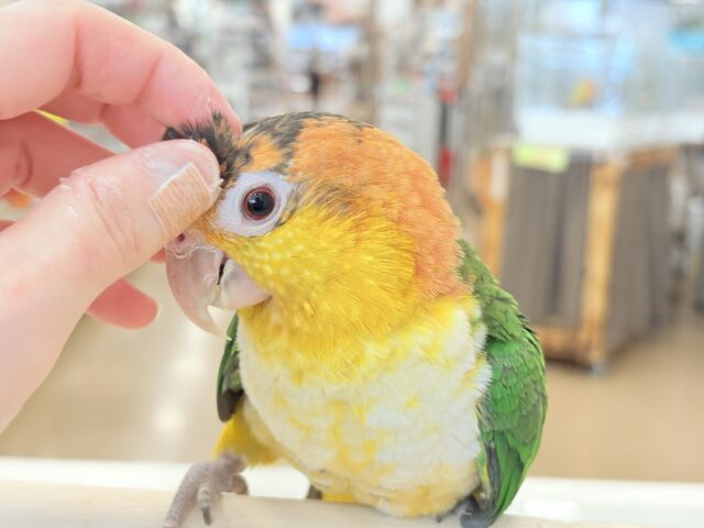 シロハラインコ