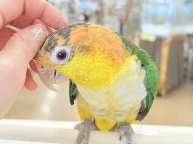 シロハラインコ