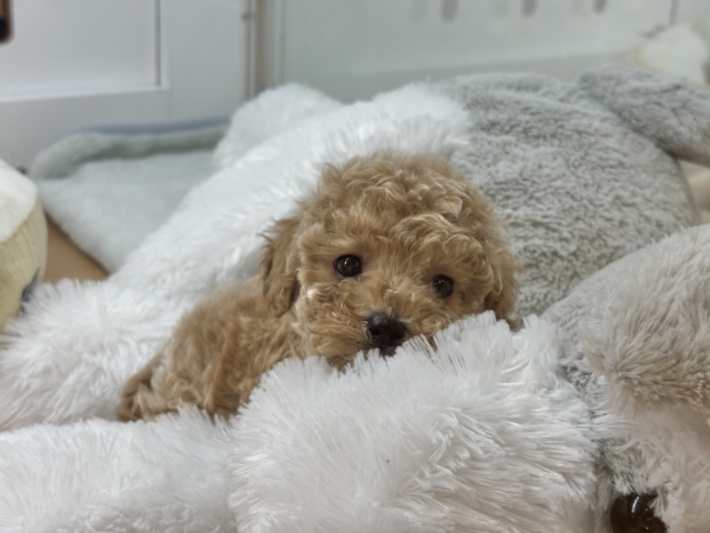 トイプードル