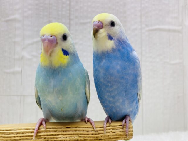 セキセイインコ