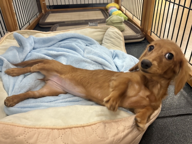 ミニチュアダックス