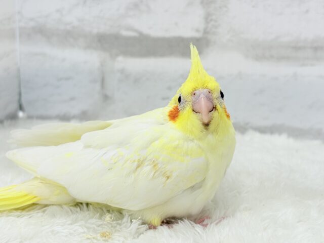 オカメインコ