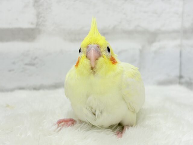オカメインコ