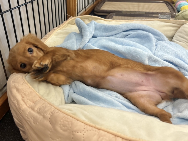 ミニチュアダックス