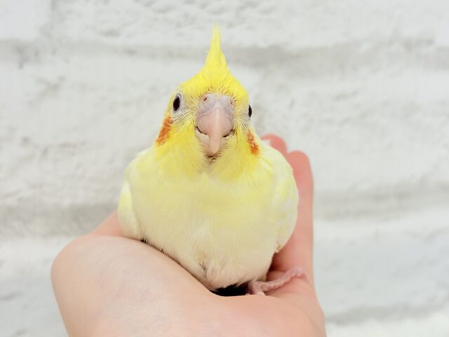 オカメインコ