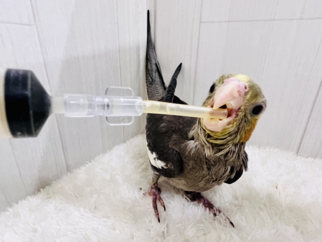 オカメインコ
