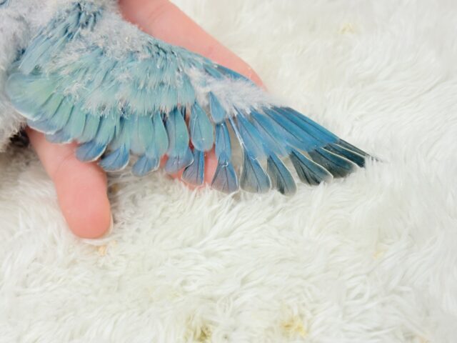 コザクラインコ（小桜インコ）