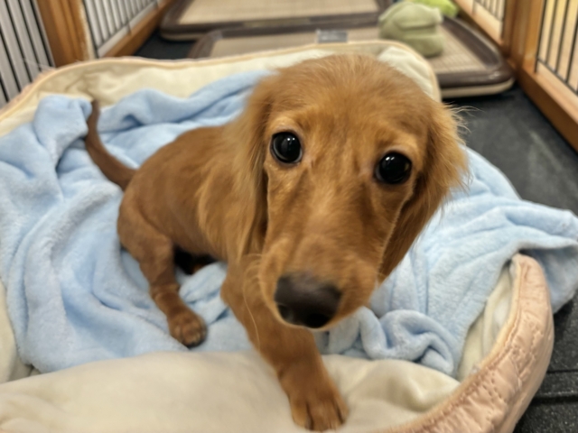 ミニチュアダックス