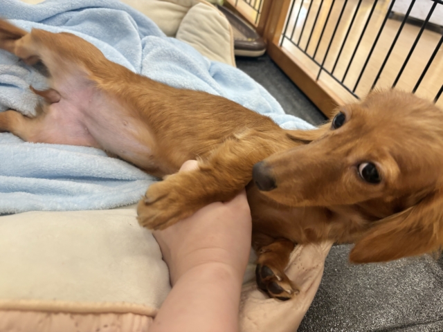 ミニチュアダックス