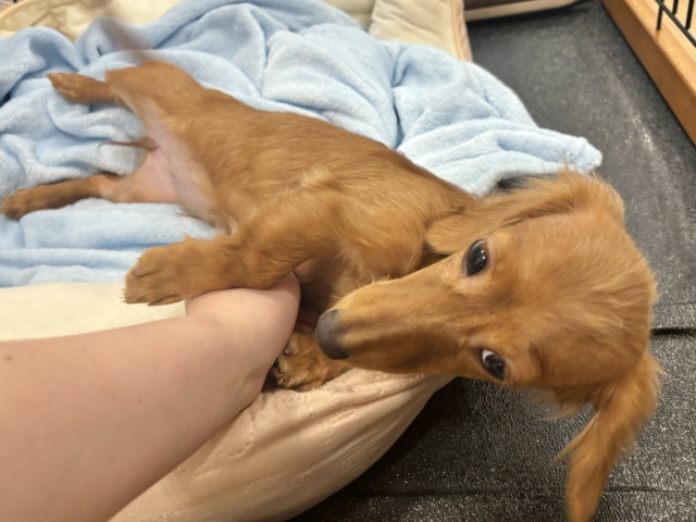 ミニチュアダックス