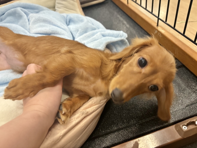 ミニチュアダックス