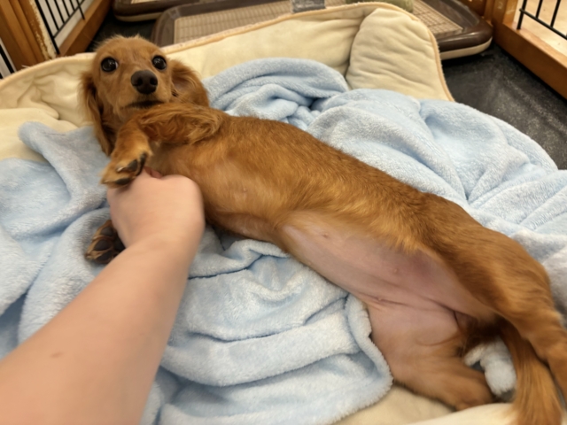 ミニチュアダックス