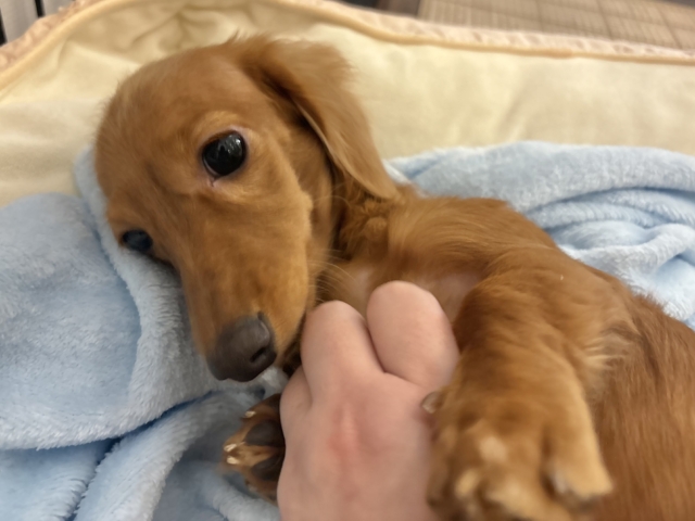 ミニチュアダックス